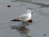 Thayer's Gull